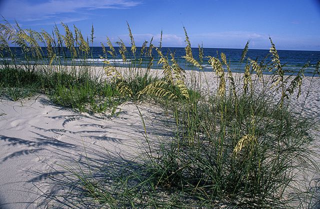 Ocean;Beach;Waves;Shore;Shoreline;Sand;Wet;Water;Sandy;Sea;Clouds;Plants;Foliage;Vegetation;Botanicals;Botany;Herbaceous;Herb;Greenery;Flora;Herbage;Sunlight;Sun;Beams;Sunbeam;Rays;Light;Luminance;Illuminate